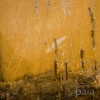 Linear Variation #166 - by Kenn Briner - 35mm photograph - 30 x 20 inches - custom sizes available -  year 2010 - at Paia Contemporary Gallery