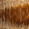 The Flower [detail view 1] - by Caprice Pierucci - Douglas fir and Pine - 68 x 82 x 8 inches - Year 2015 - at Paia Contemporary Gallery
